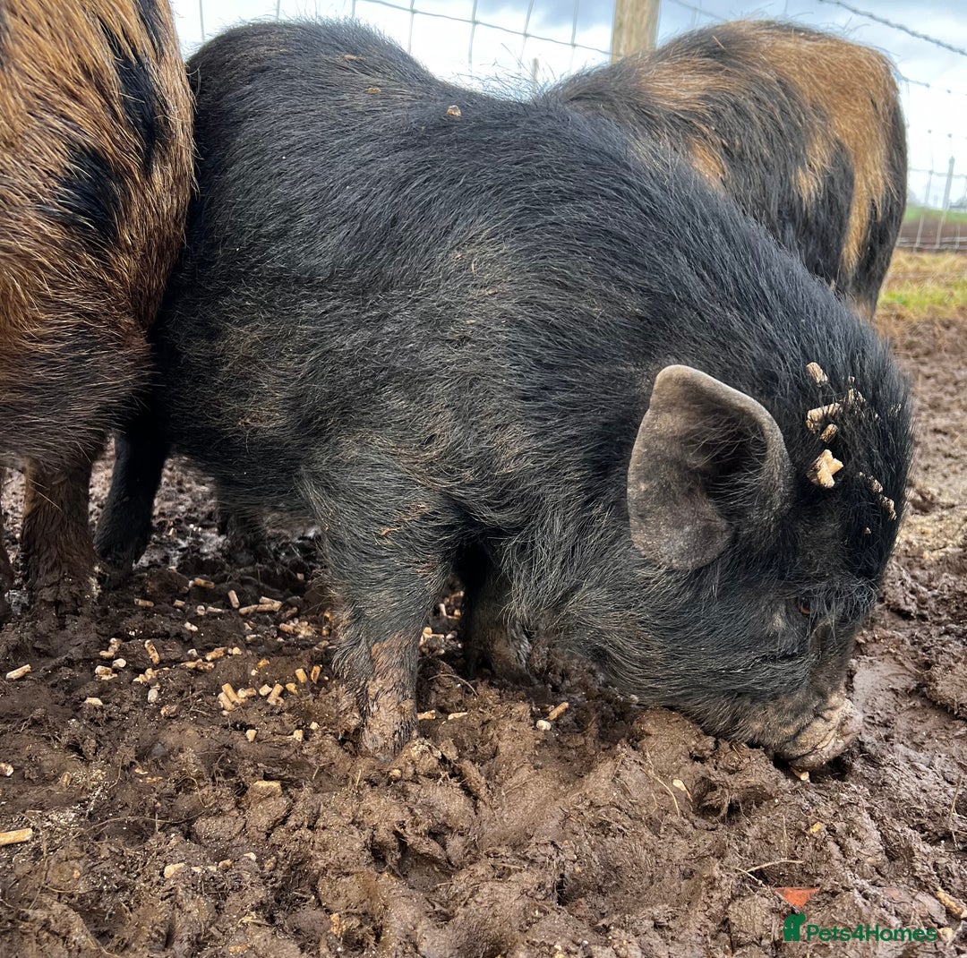 Pig livestock for sale: Kune kune cross boars, gilt and sow - Advert 10
