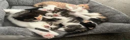 Ragdoll cats for sale: Six ragdoll cross kittens  in Rotherham - Advert 12
