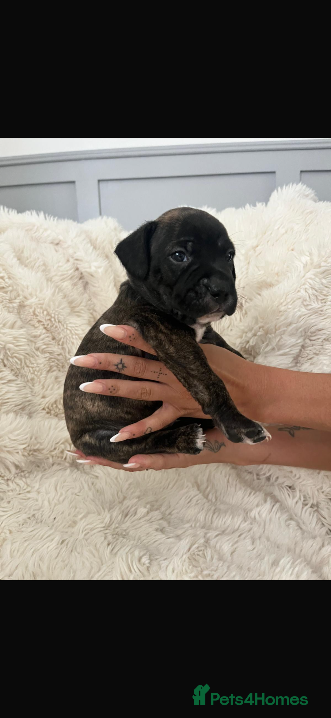 Mixed Breed dogs for sale: 🏡 Staff x American Bulldog Puppies  - Image 24