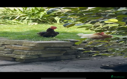 Chickens poultry for sale: Bengum Aseel rooster pakistani begum - Image 8