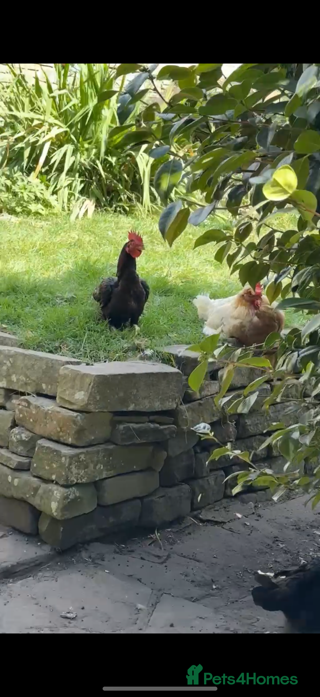 Chickens poultry for sale: Bengum Aseel rooster pakistani begum - Image 8