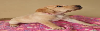 Labrador Retriever 4