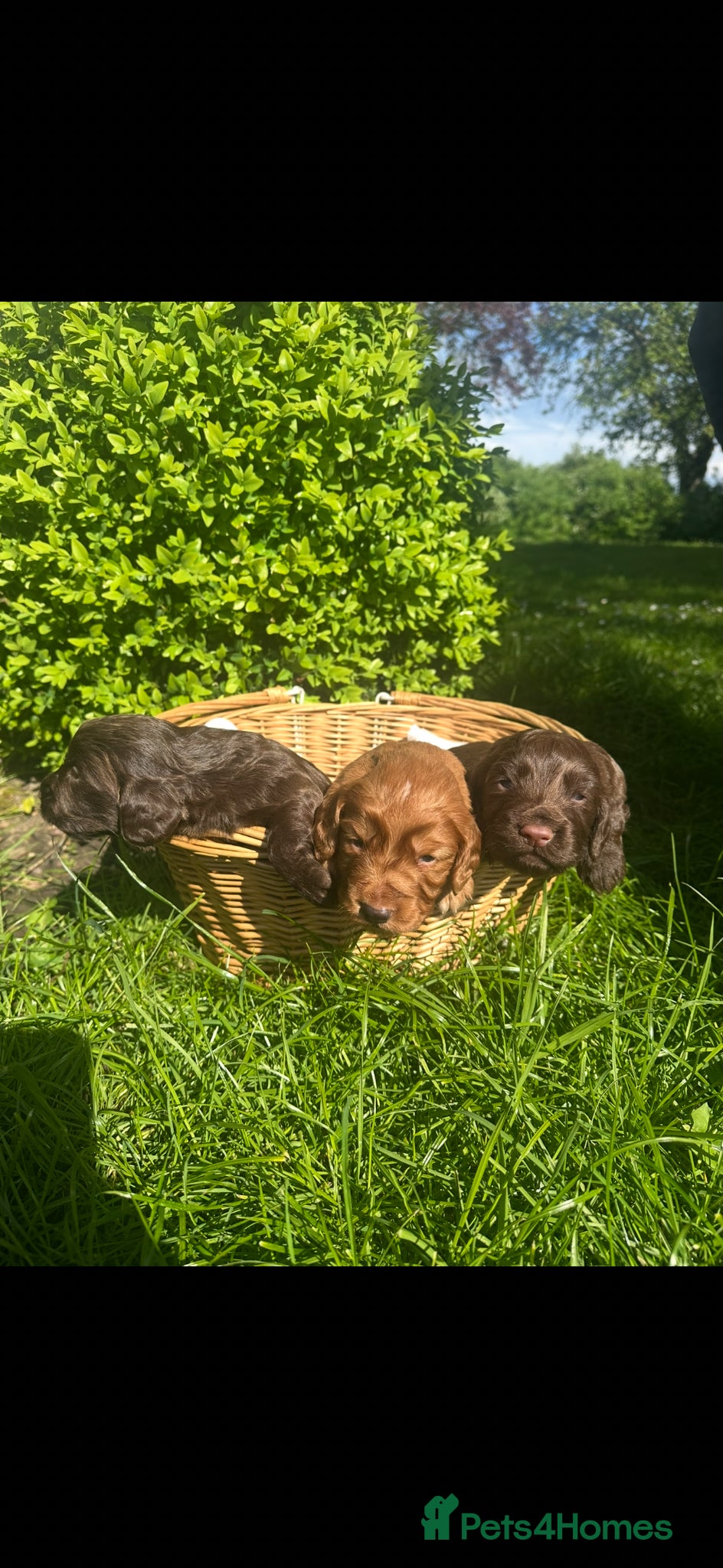 Cocker Spaniel dogs for sale: Beautifully Bred Working Cocker Spaniel Puppies  - Advert 1