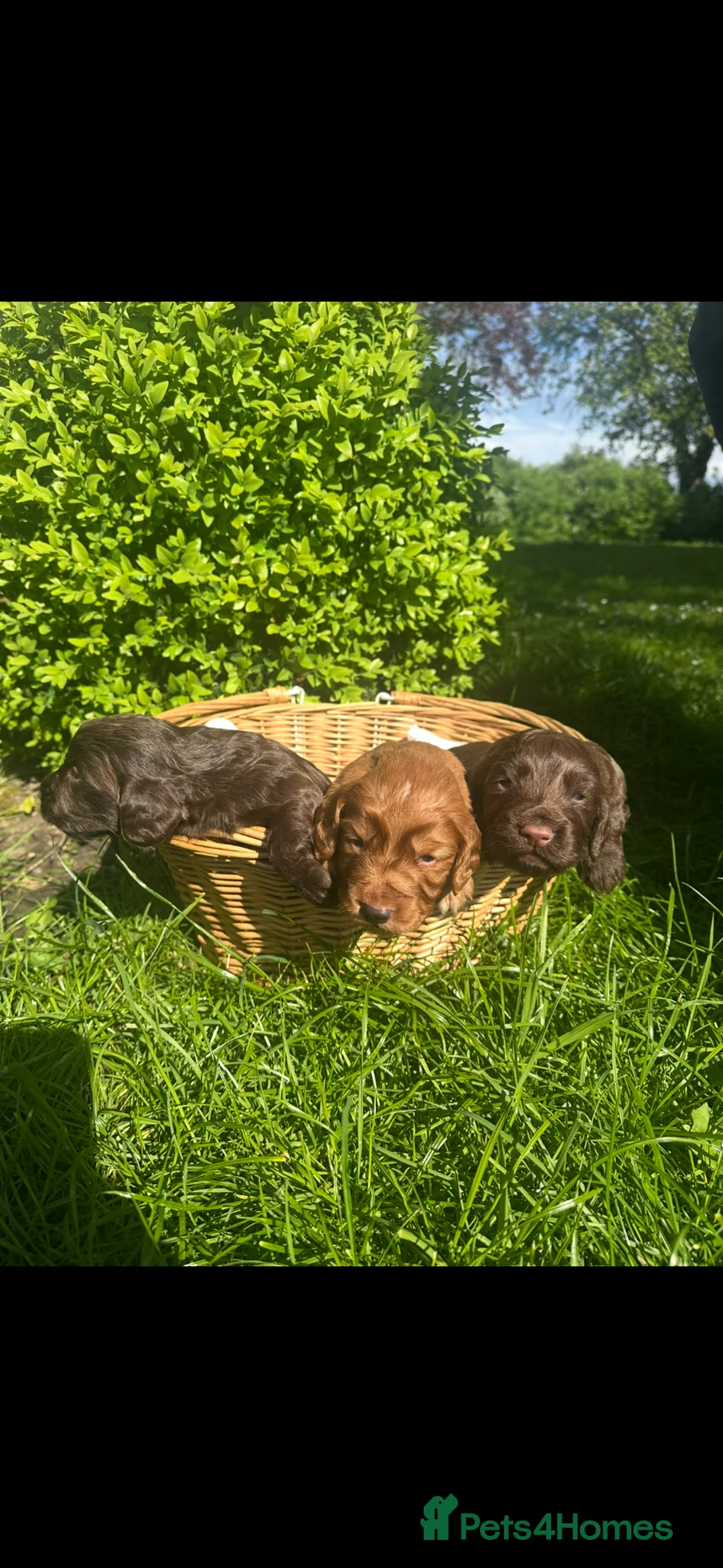 Cocker Spaniel dogs for sale: Beautifully Bred Working Cocker Spaniel Puppies  - Advert 1