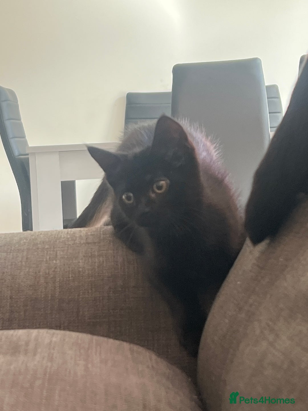 Domestic Shorthair cats for sale: 6 beautiful kittens for sale. - Image 2