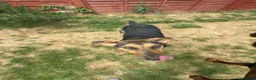 Mixed Breed dogs for sale: Small Cookie is Looking for Forever!  - Advert 6