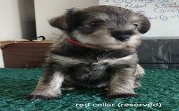 Miniature Schnauzer dogs for sale: Beautiful miniature shnauzers  - Image 14