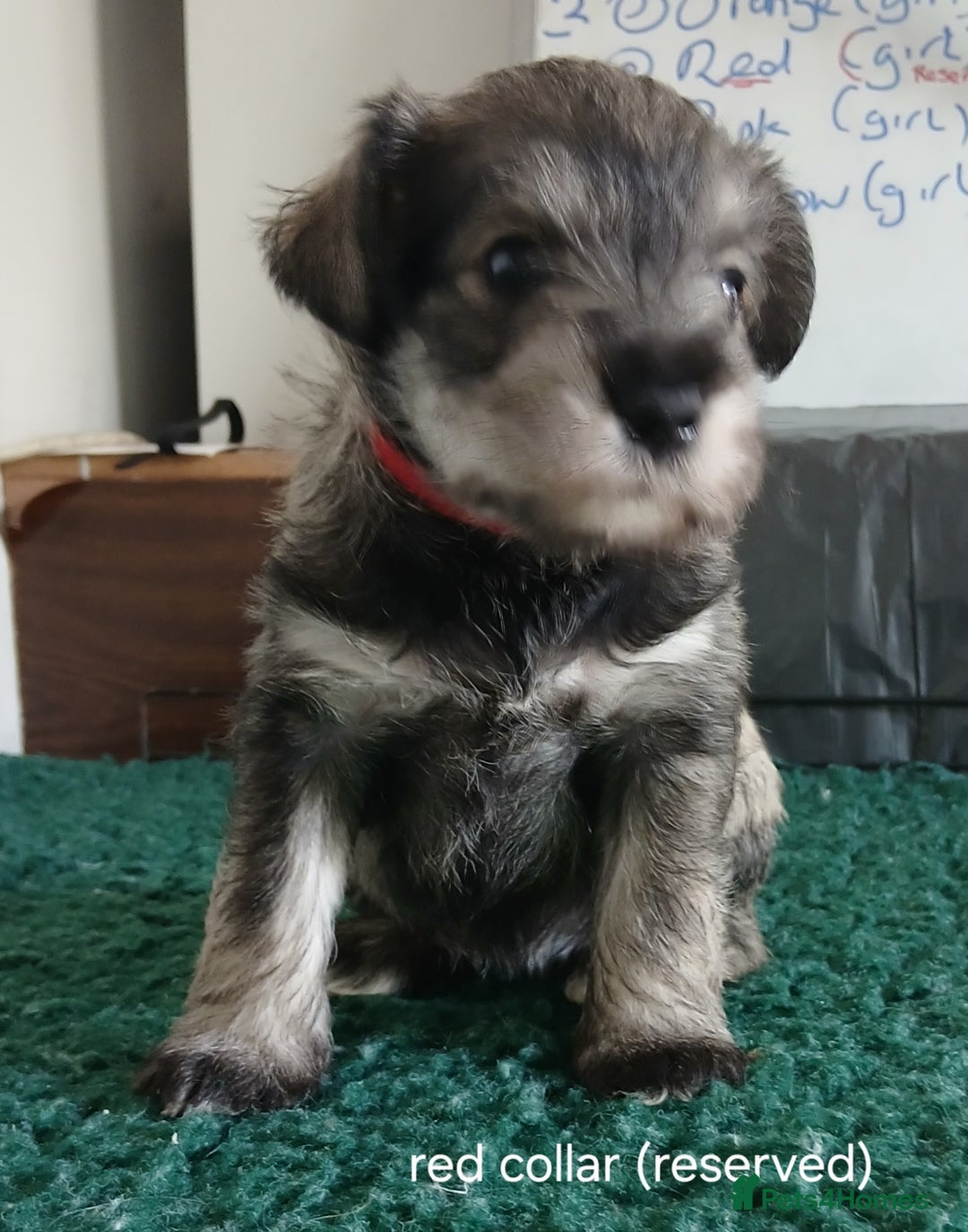 Miniature Schnauzer dogs for sale: Beautiful miniature shnauzers  - Image 14
