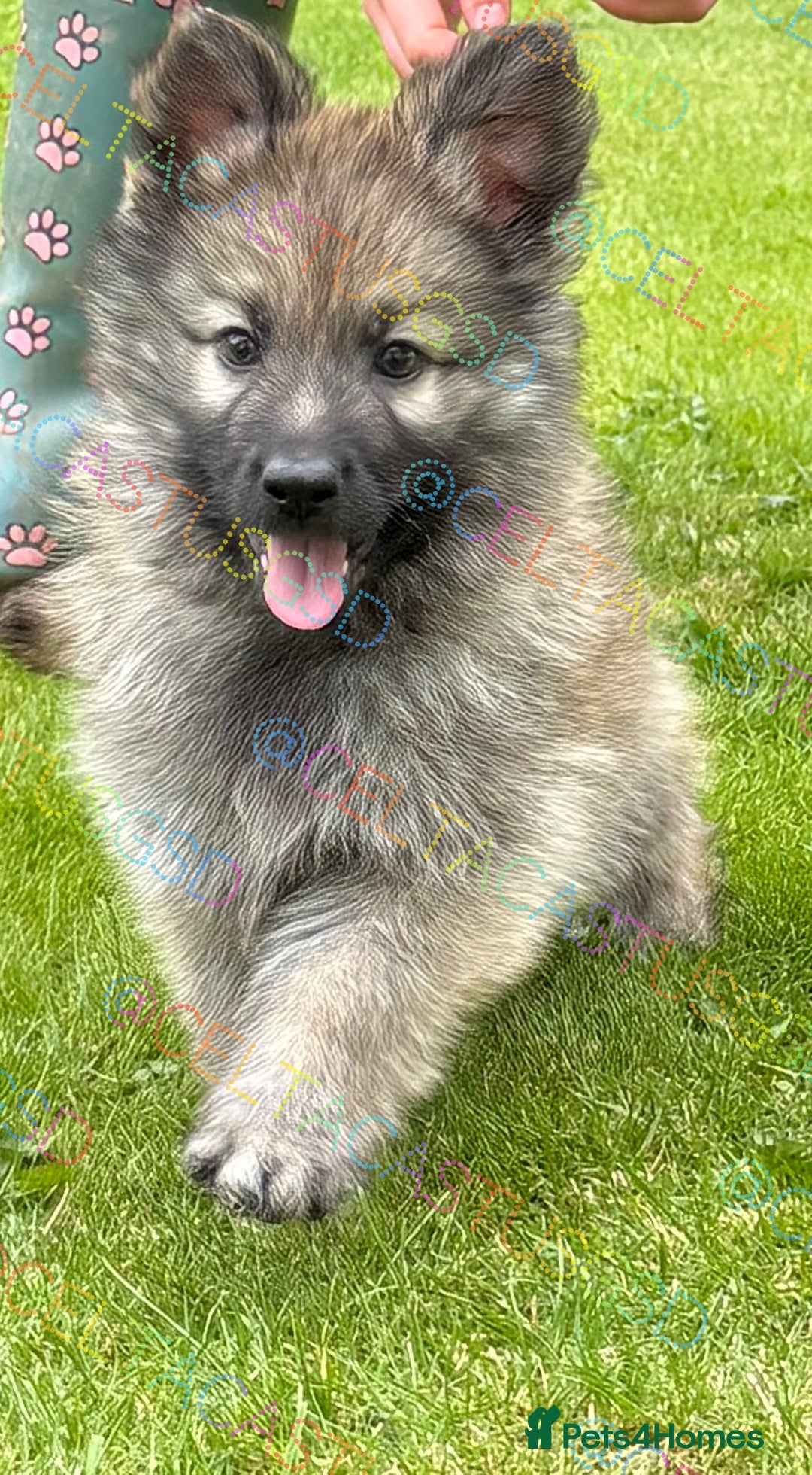German Shepherd dogs for sale: Reduced kc reg German shepherd pup carry Isabella  - Image 2