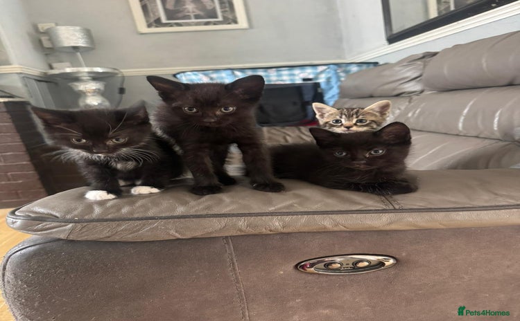 Mixed Breed cats - Advert 1