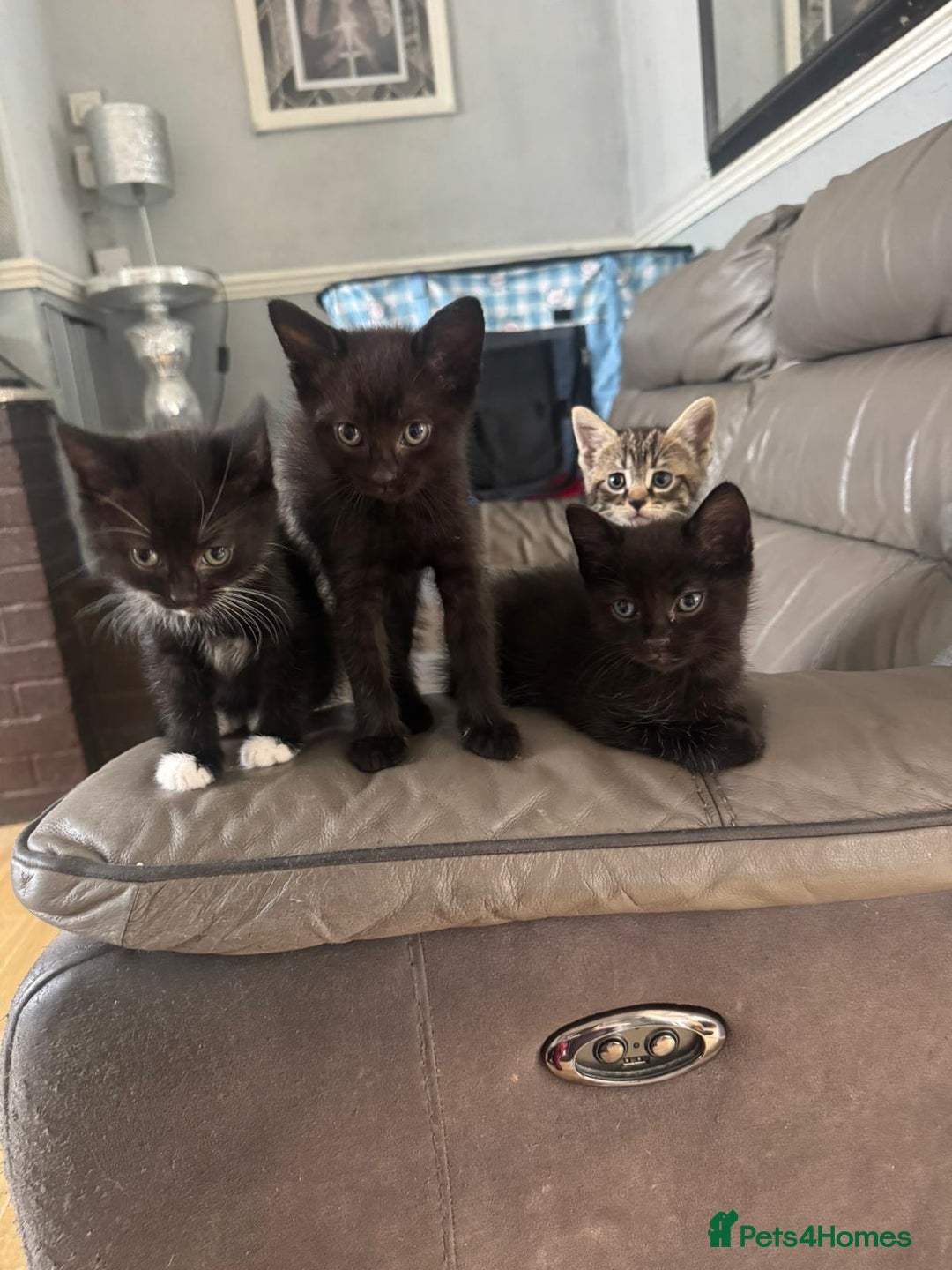 Mixed Breed cats for sale: 3 beautiful kittens! - Image 1