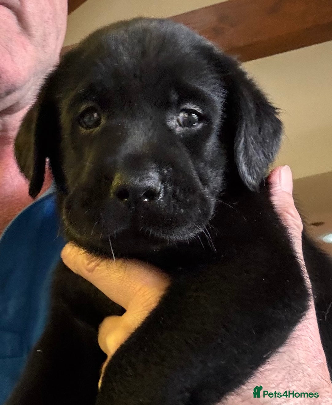 Labrador Retriever dogs for sale: Gorgeous Labrador Puppies - only 5 remaining!! - Image 17