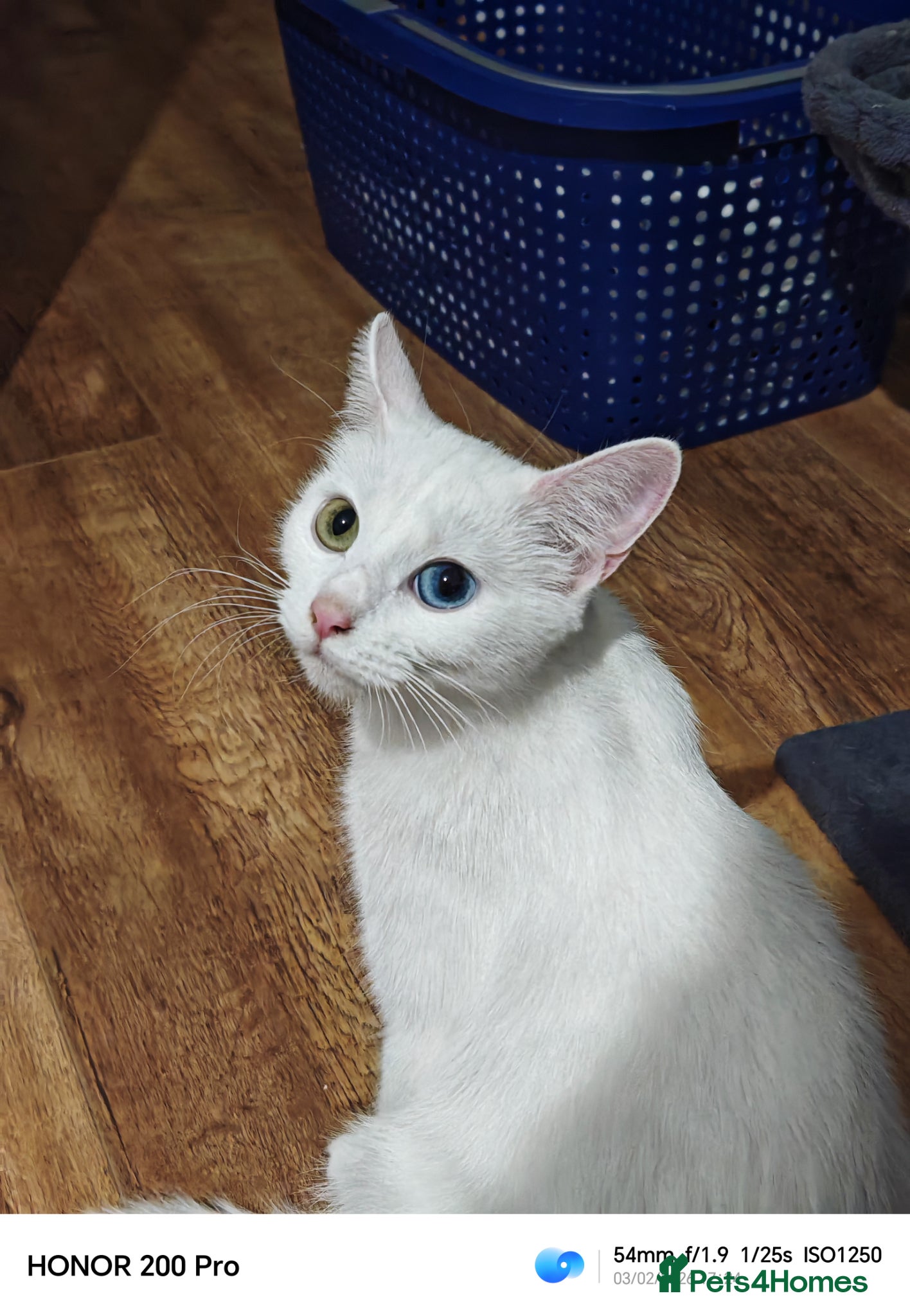 Khao Manee cats Beautiful kittens - Advert 7