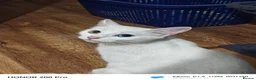 Khao Manee cats for sale: Beautiful kittens - Advert 2