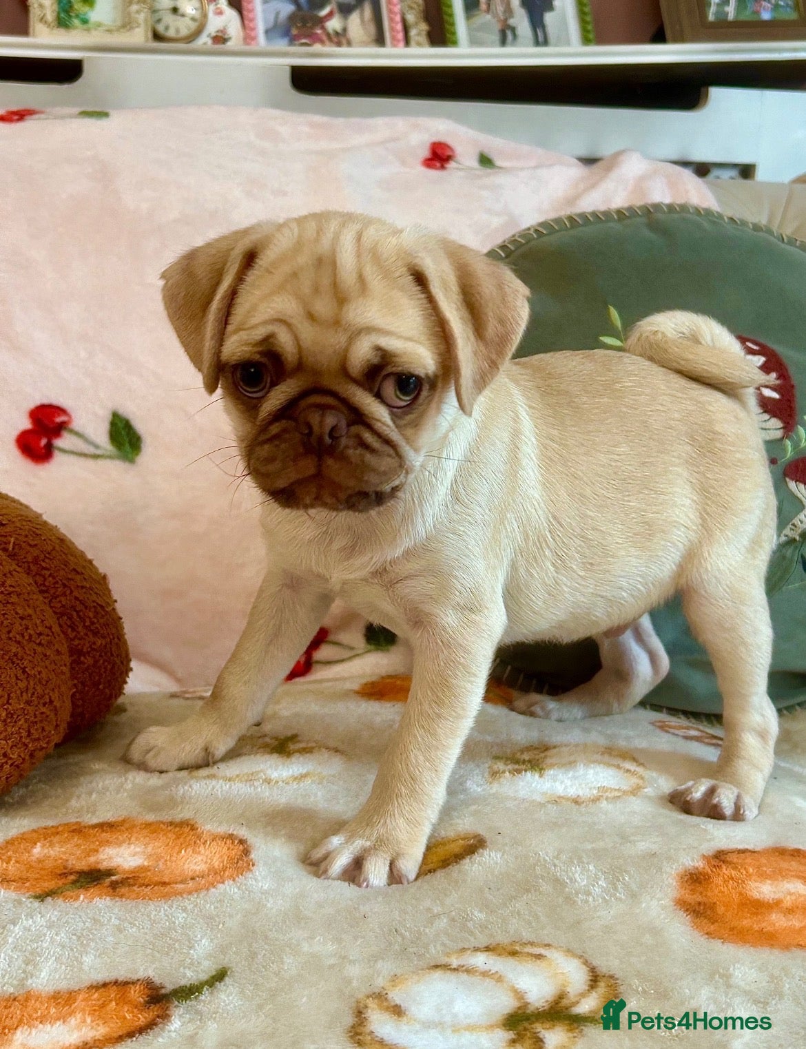 Pug dogs ❤️ REDUCED ❤️ Stunning PUG puppies - Advert 7