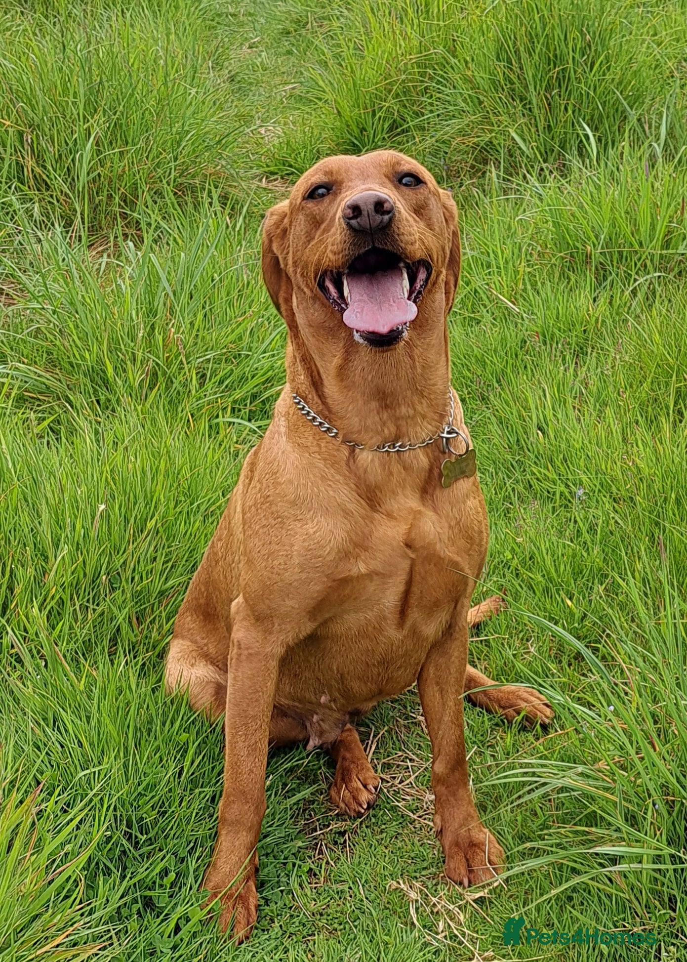 Labrador Retriever dogs Fox Red Labrador  in Muir of Ord - Advert 4