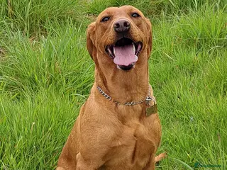 Labrador Retriever dogs Fox Red Labrador in Muir of Ord - Advert 4