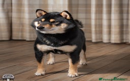 Japanese Shiba Inu dogs for sale: Beautiful Cream Shiba Inu boy for sale  - Image 5