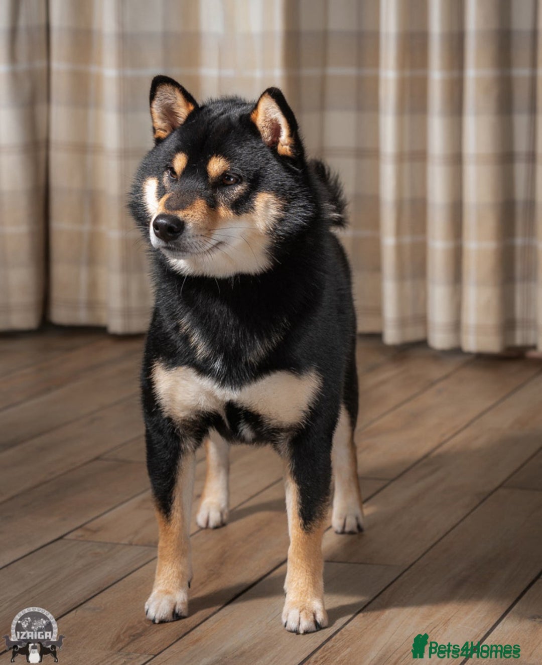 Japanese Shiba Inu dogs for sale: Beautiful Cream Shiba Inu boy for sale  - Image 5