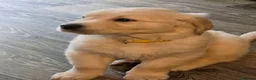Golden Retriever dogs for sale: 8 Beautiful Fluffy Golden Retrievers - Advert 3