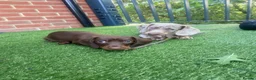 Dachshund dogs for sale: Female dachshund  - Advert 3