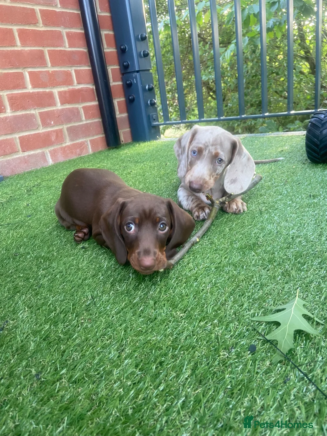 Dachshund dogs for sale: Female dachshund  - Advert 3