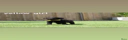 Labrador Retriever dogs for sale: KC registered stunning black labradors  in Heywood - Advert 6