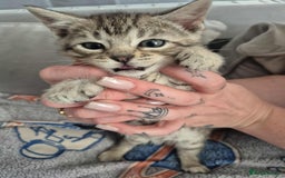 Mixed Breed cats for sale: Mixed bengal kittens  - Image 12