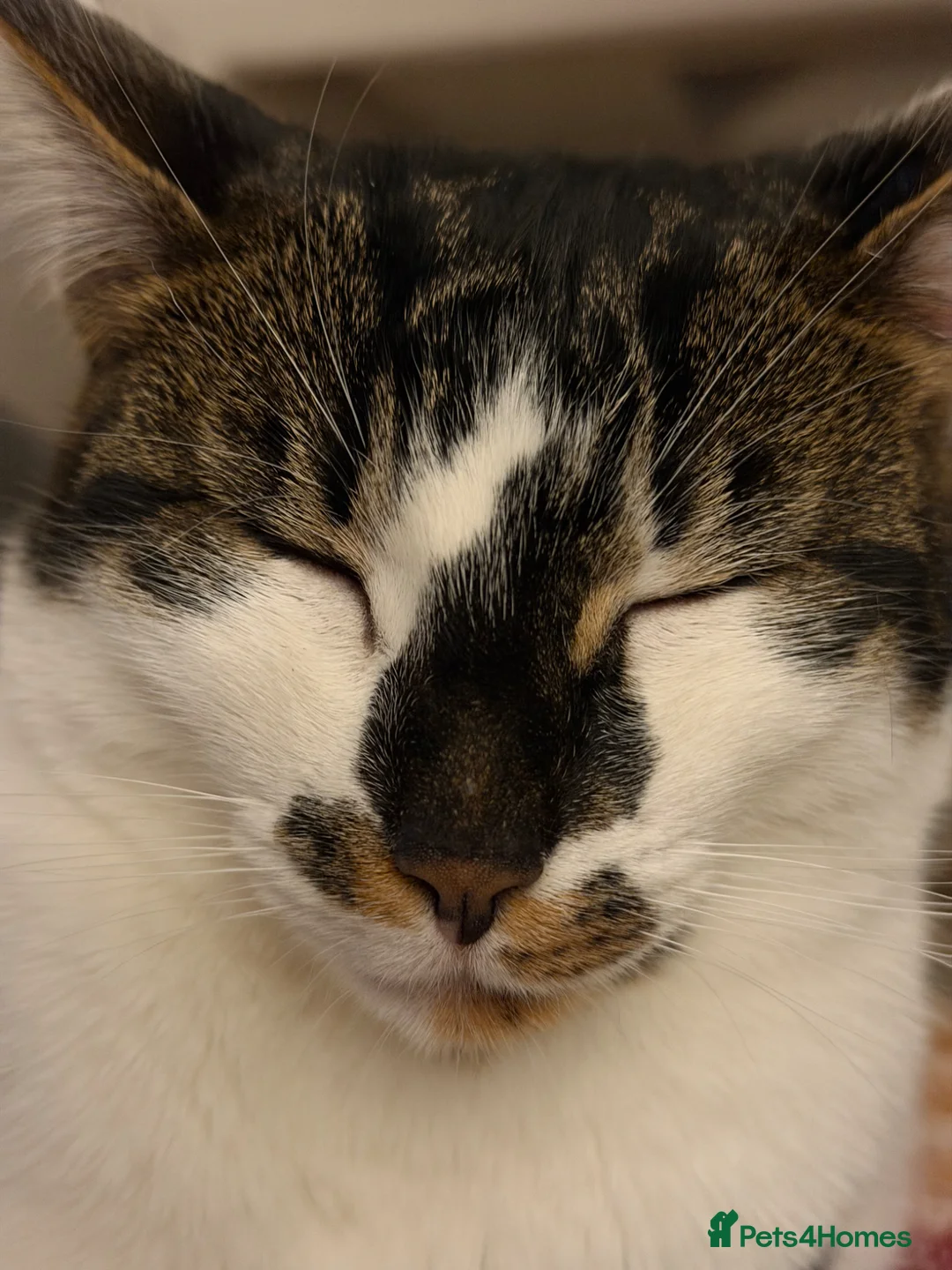 Bengal cats for sale: Barbara - Advert 9