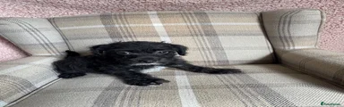 Jackapoo 2