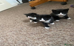 Bombay cats for sale: 3 kittens for sale - Image 8