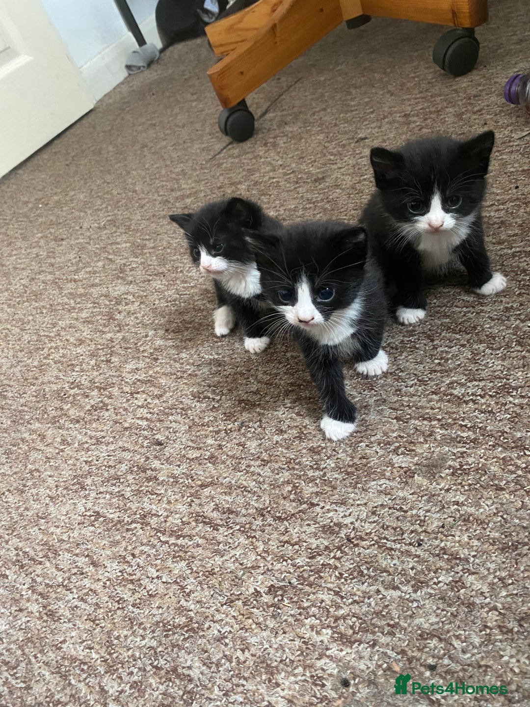 Bombay cats for sale: 3 kittens for sale - Image 8