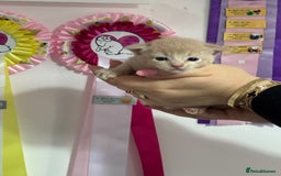 Abyssinian cats for sale: Pure pedigree Tica registered Abyssinian kittens  - Image 20