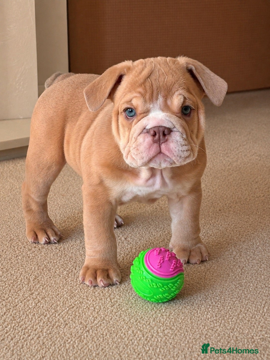 English Bulldog dogs English Bulldog Puppies  - Advert 13