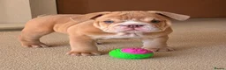 English Bulldog dogs for sale: English Bulldog Puppies  - Advert 1