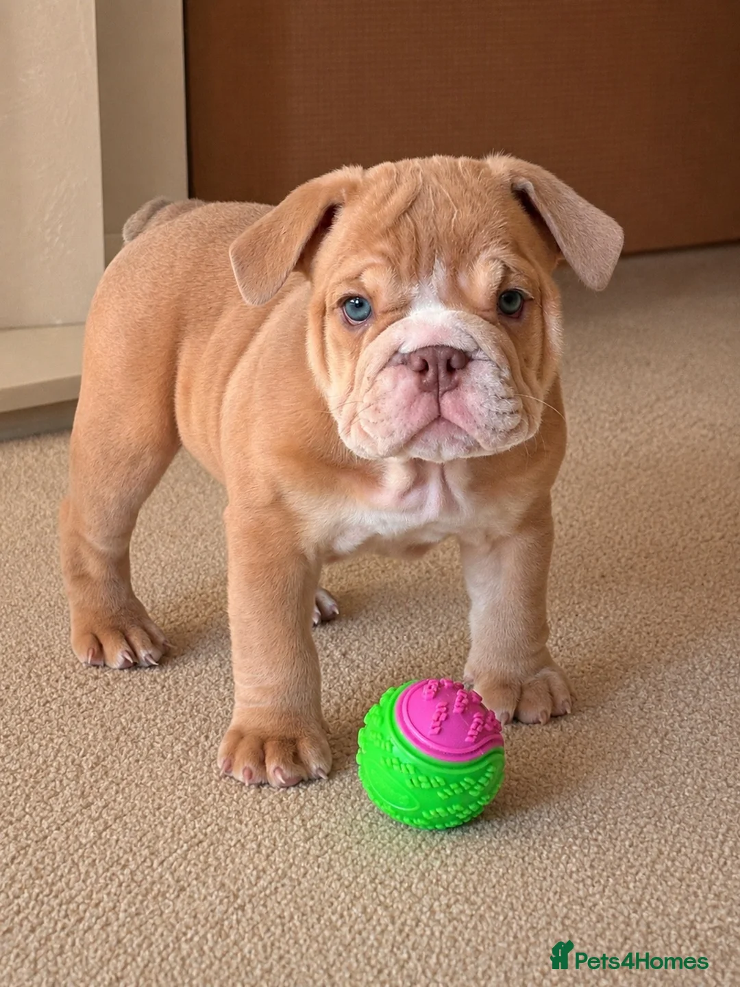 English Bulldog dogs for sale: English Bulldog Puppies  - Advert 1