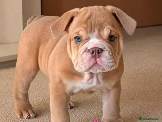 English Bulldog dogs English Bulldog Puppies - Advert 13