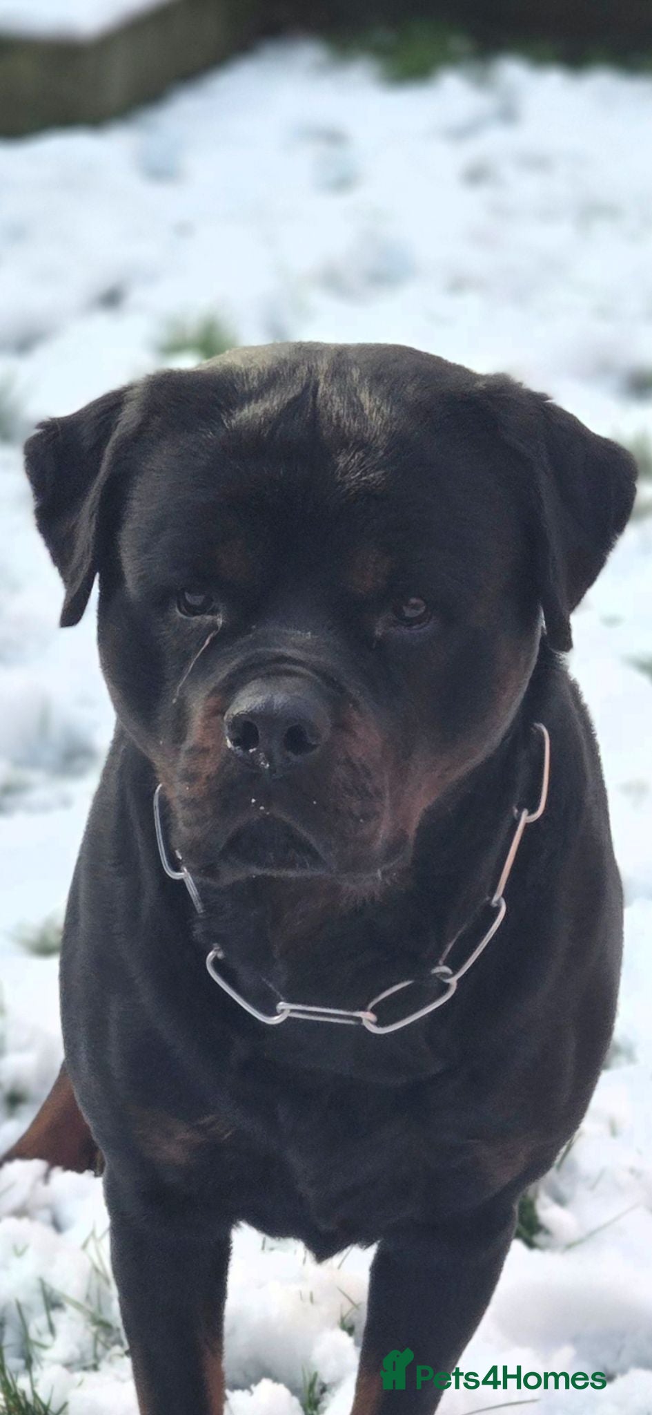 Rottweiler dogs Rottweiler for stud only  - Advert 2
