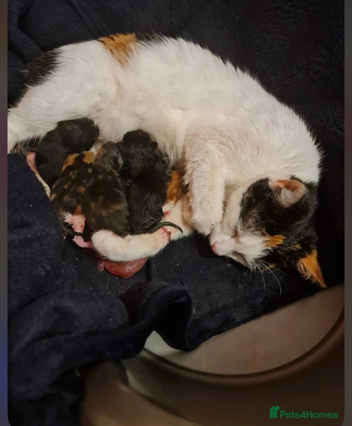 Mixed Breed cats kittens - Advert 5
