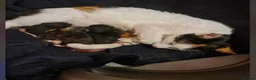 Mixed Breed cats for sale: kittens - Advert 1