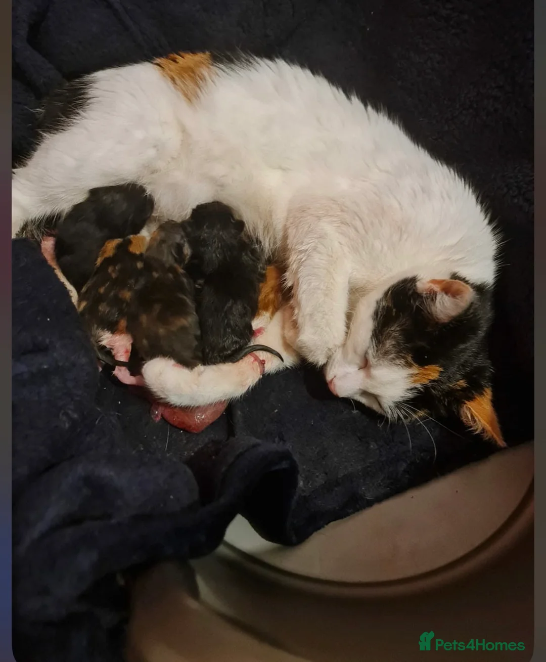 Mixed Breed cats for sale: kittens - Advert 1