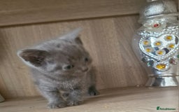 British Shorthair cats for sale: Very beautiful British Shorthair Kittens  - Image 5