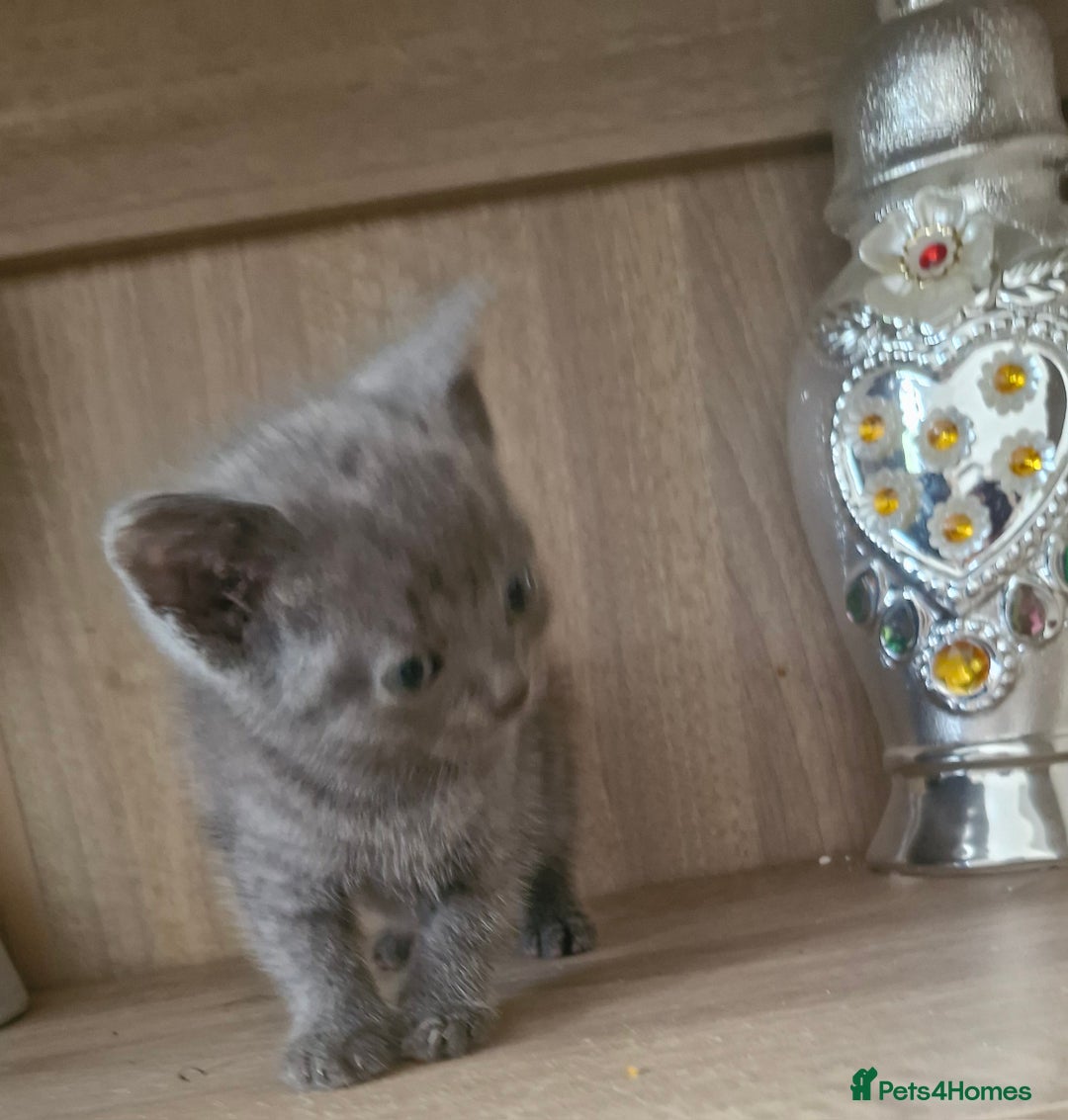 British Shorthair cats for sale: Very beautiful British Shorthair Kittens  - Image 5