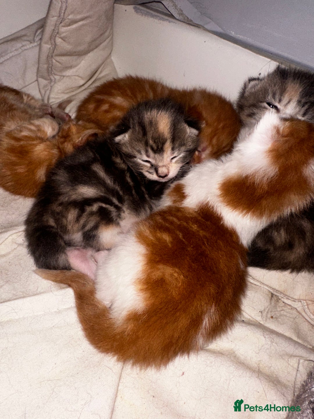 Domestic Shorthair cats for sale: Domestic shorthair kittens - Image 5