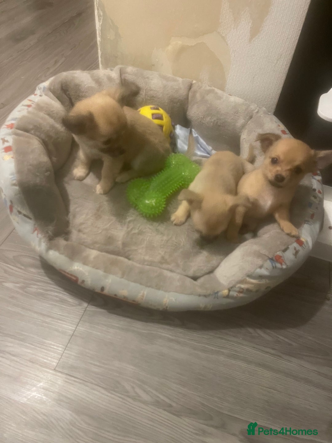 Chihuahua dogs for sale: Beautiful cream puppies for sale  - Advert 6