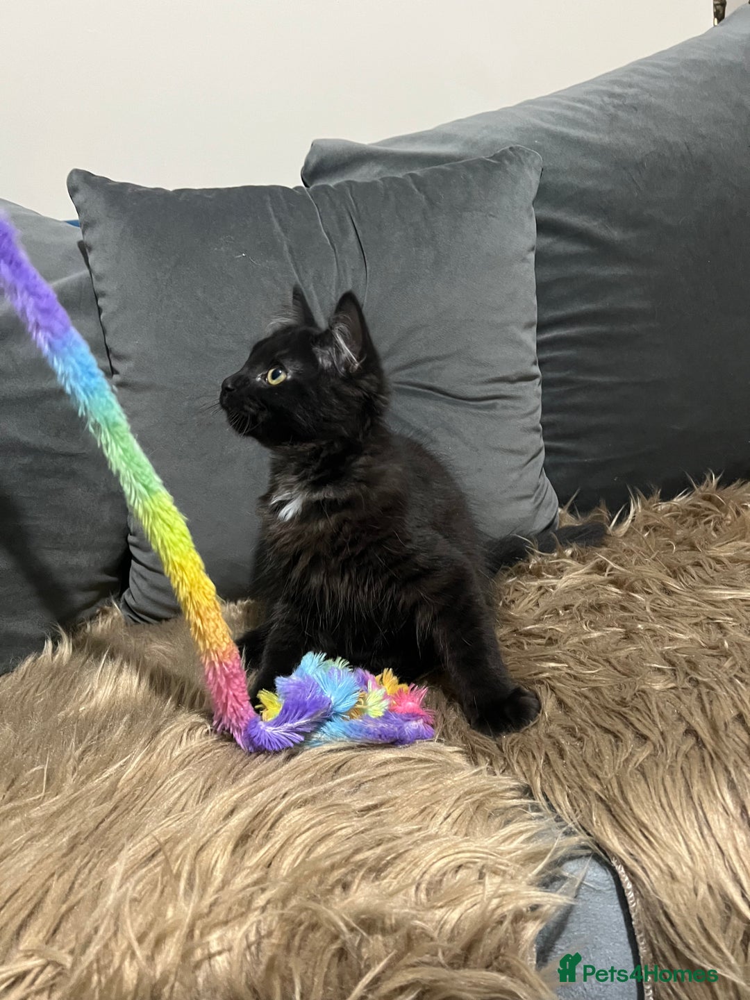 Bombay cats for sale: Only 1 beautiful kitten left 🌹☺️ - Image 3
