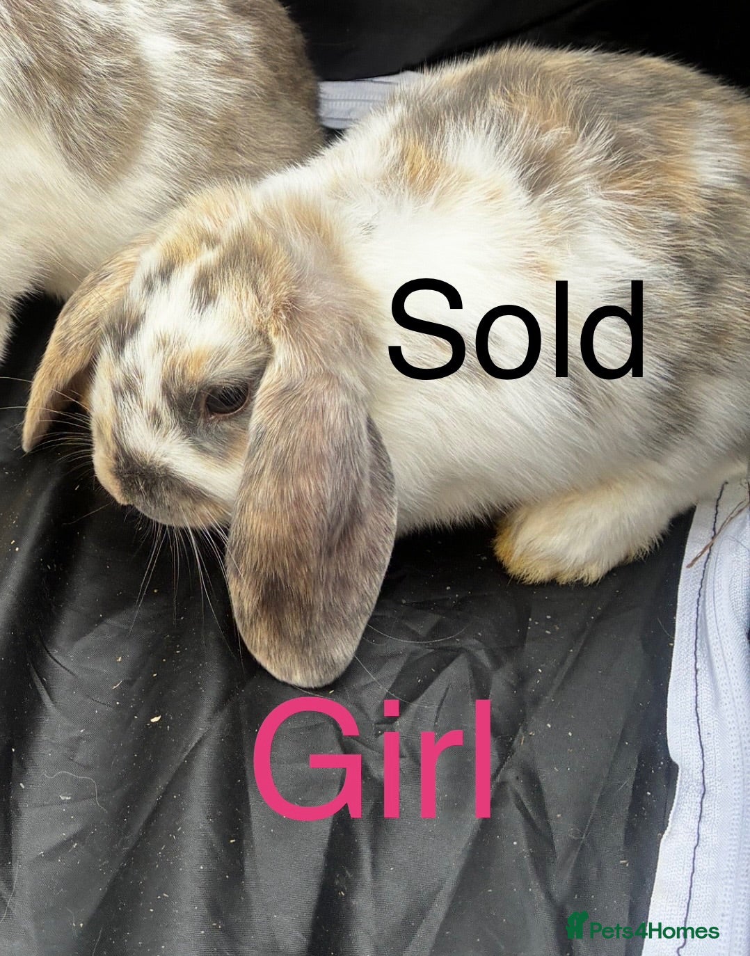 Mini Lop rabbits READY NOW Lop eared Rabbits - Advert 2