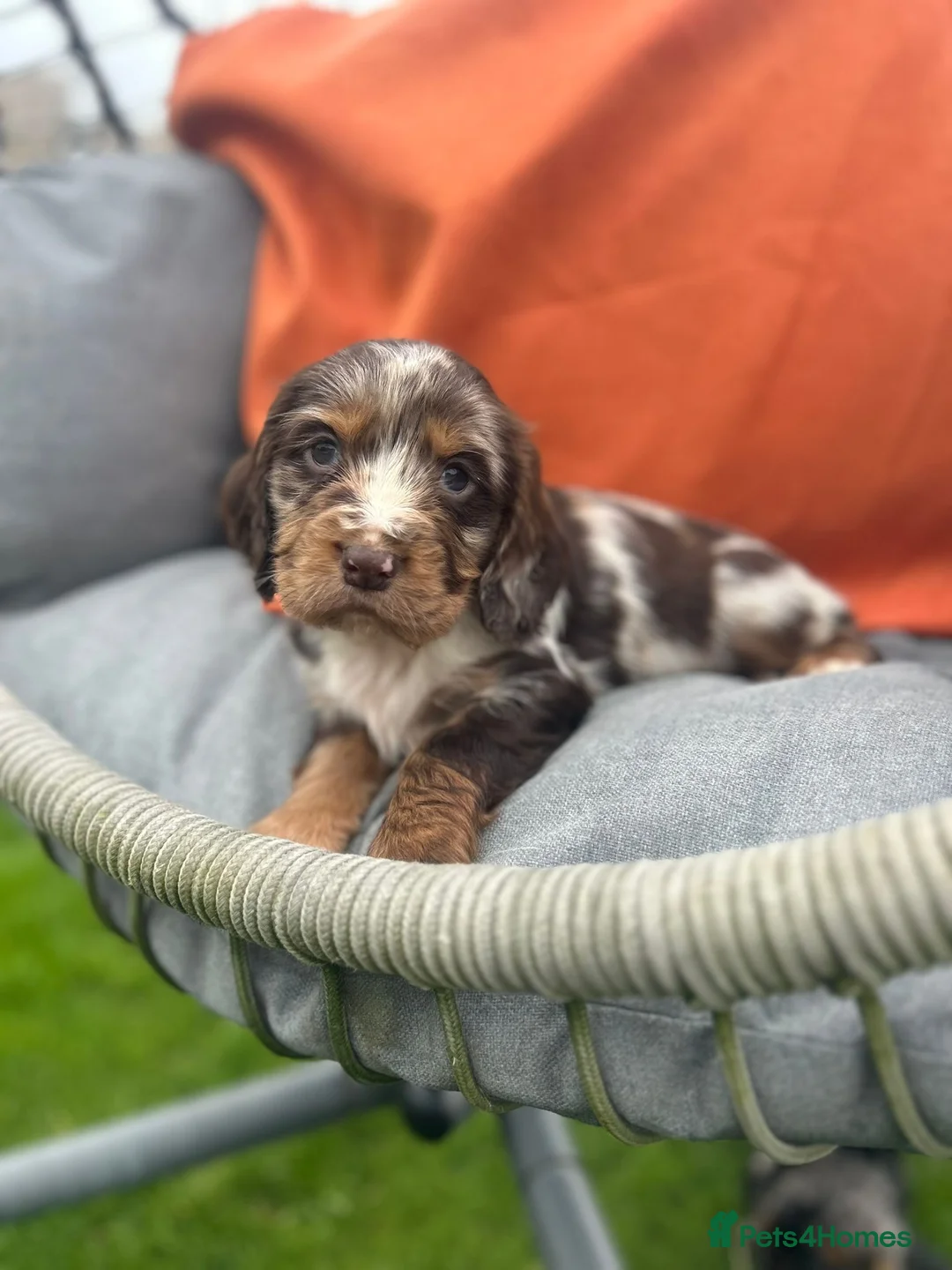 Cocker Spaniel dogs for sale: Cocker spaniel puppies READY NOW **MERLE COLOURS** in Walsall - Advert 1