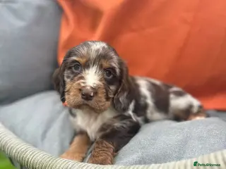 Cocker Spaniel dogs Cocker spaniel puppies READY NOW **MERLE COLOURS** - Advert 1