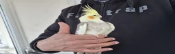 Cockatiels birds for sale: Super Hand Tamed cockatiel for sale  - Advert 22